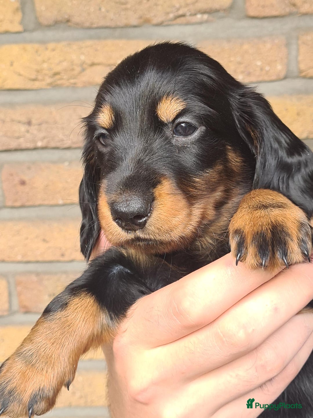 Teckel (langhaar) honden te koop: Eén pup beschikbaar Standaard langhaar teckel pups - Advertentie 10