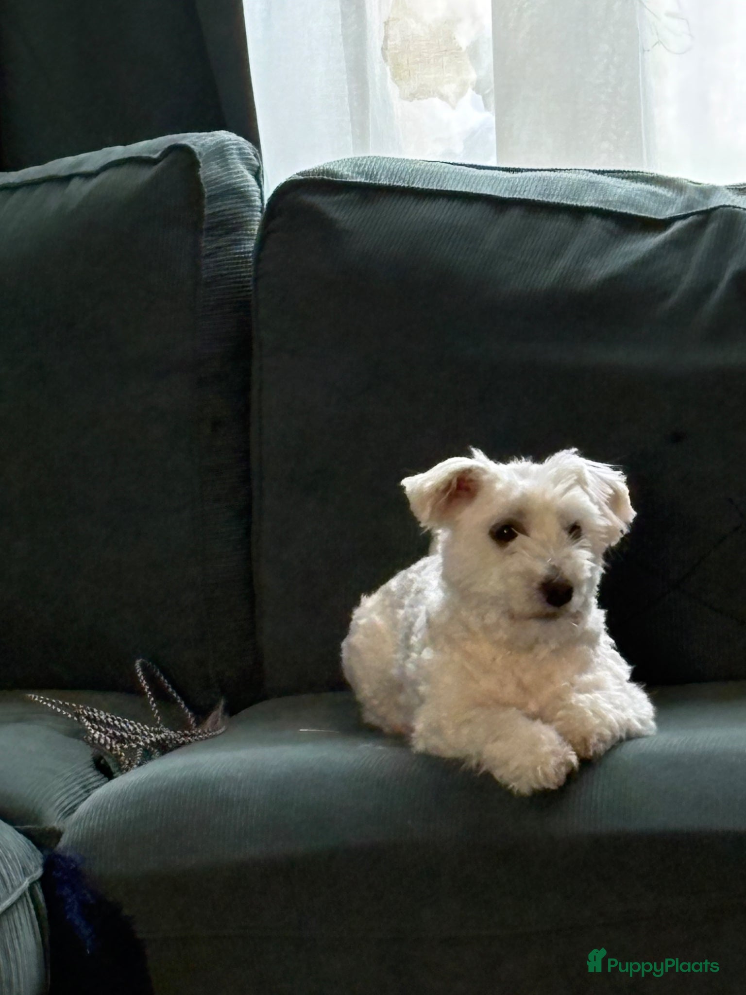 Maltezer honden Maltezer  - Advertentie 1