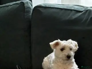 Maltezer honden Maltezer - Advertentie 1