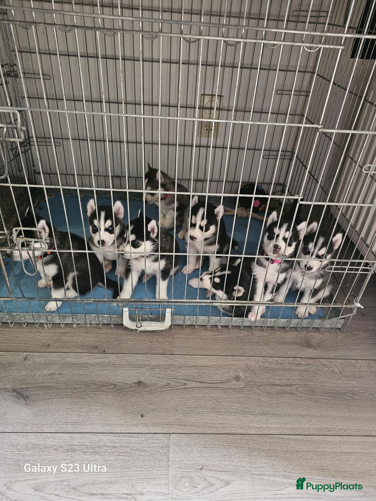 Siberische Husky honden Lieve Siberische puppies - Advertentie 1