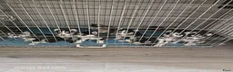 Siberische Husky honden te koop: Lieve Siberische puppies - Advertentie 1
