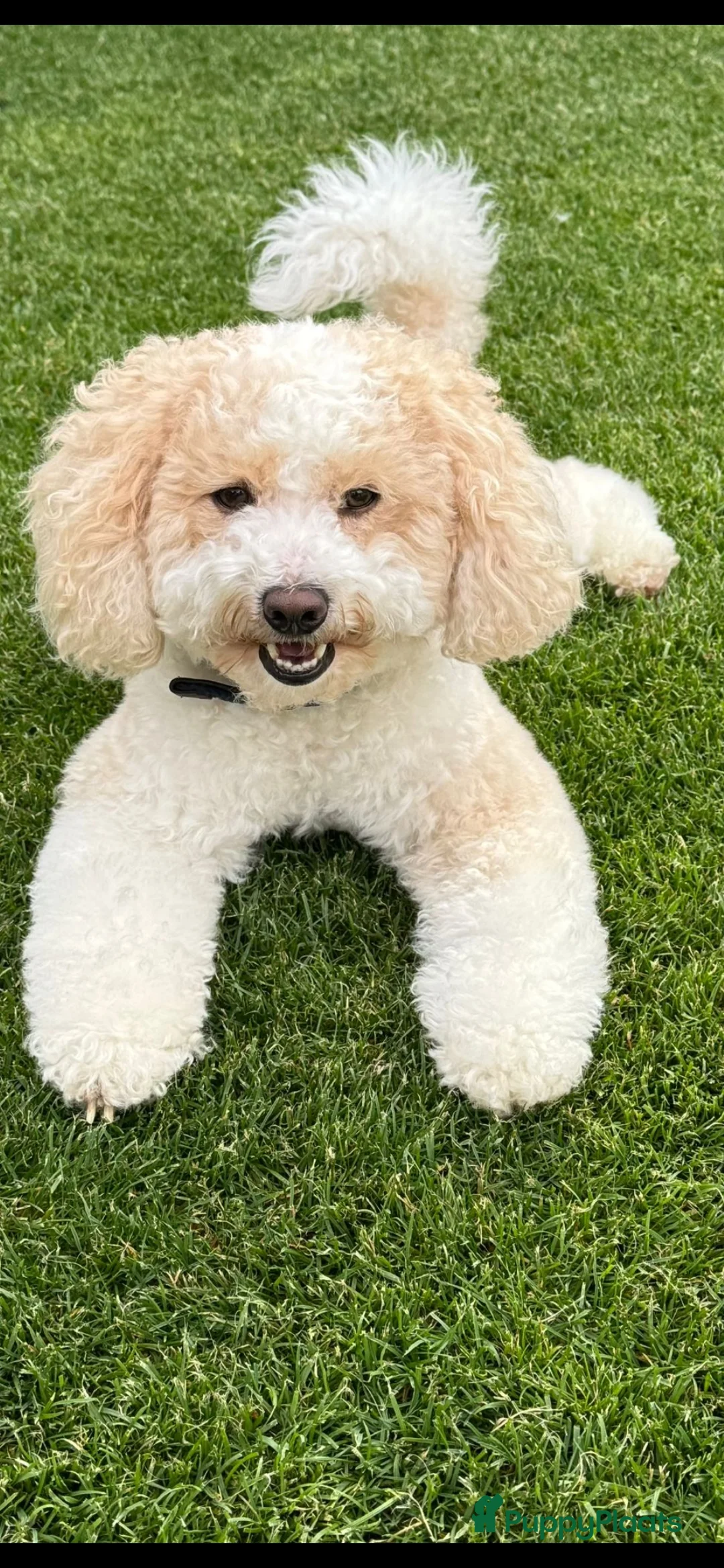 Maltipoo honden ter dekking: Maltipoo multigen dekreu  - Advertentie 1