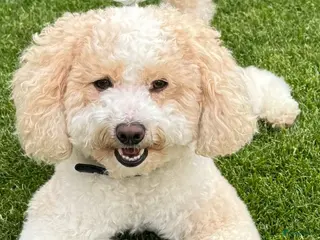 Maltipoo honden Maltipoo multigen dekreu - Advertentie 7