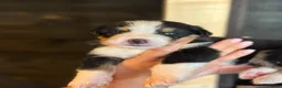 Berner Sennenhond honden te koop: Bernersennen pups  - Advertentie 5