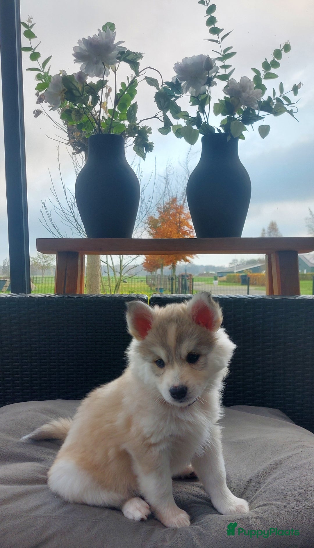 Pomsky honden te koop: Prachtige pomsky pups! - Advertentie 2