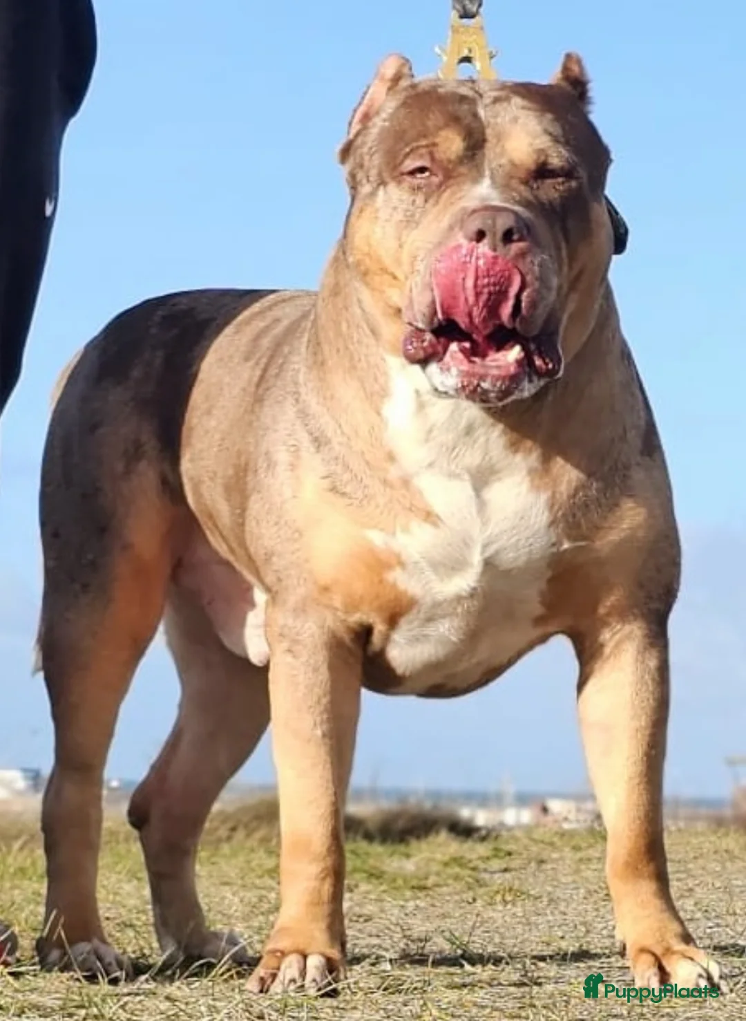 Amerikaanse Bully honden te koop: American Bully pups Abkc - Advertentie 3