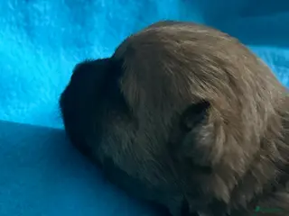 Cairn Terriër honden Cairn Terriër puppy reutjes, lichtrood/blond - Advertentie 1