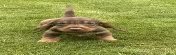 Ruwhaar Teckel honden te koop: zeer mooie pups beschikbaar voor goed huis. - Advertentie 4