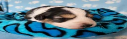 Australian Shepherd honden te koop: Australian Shepherd pupje met FCI stamboom - Advertentie 2