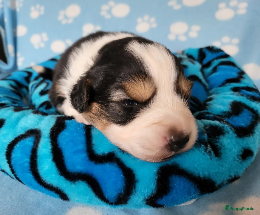 Australian Shepherd honden te koop: Australian Shepherd pupje met FCI stamboom - Advertentie 2