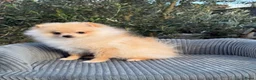 Pomeriaan honden te koop: Prachtig klein Pomeriaan puppy  - Advertentie 1