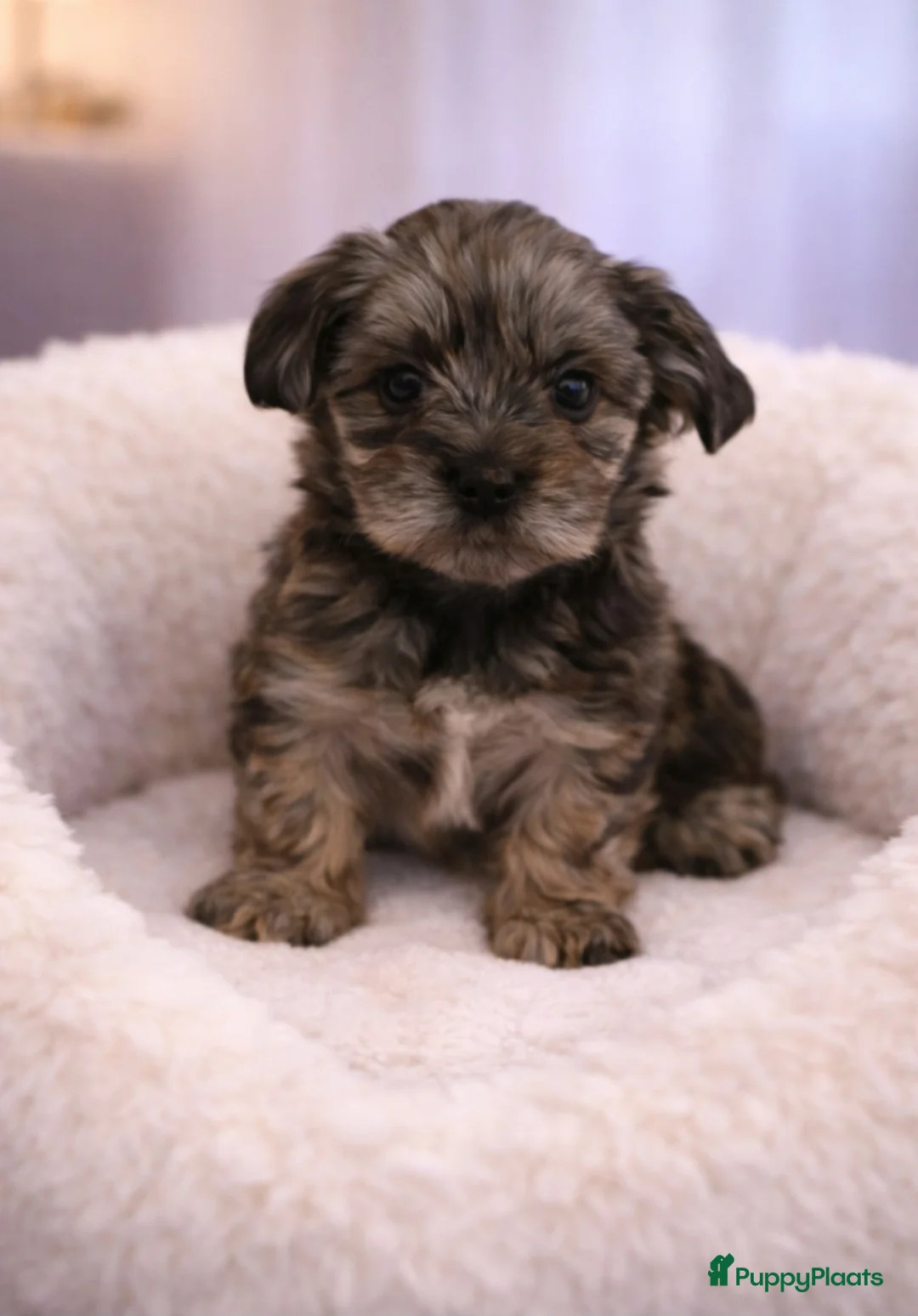 Shih Tzu honden te koop: Super mooi gezonde boomer pups. - Advertentie 2