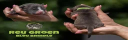 Amerikaanse Bully honden te koop: American Bully pups geboren - 24 juni  - Advertentie 5