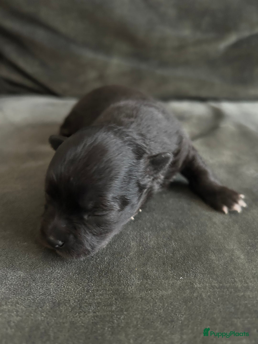 Pomchi honden te koop: Pomchi reutje - Advertentie 40