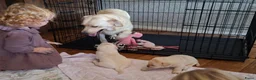 Labrador Retriever honden te koop: Raszuivere labrador retriever pup stamboom  - Advertentie 5