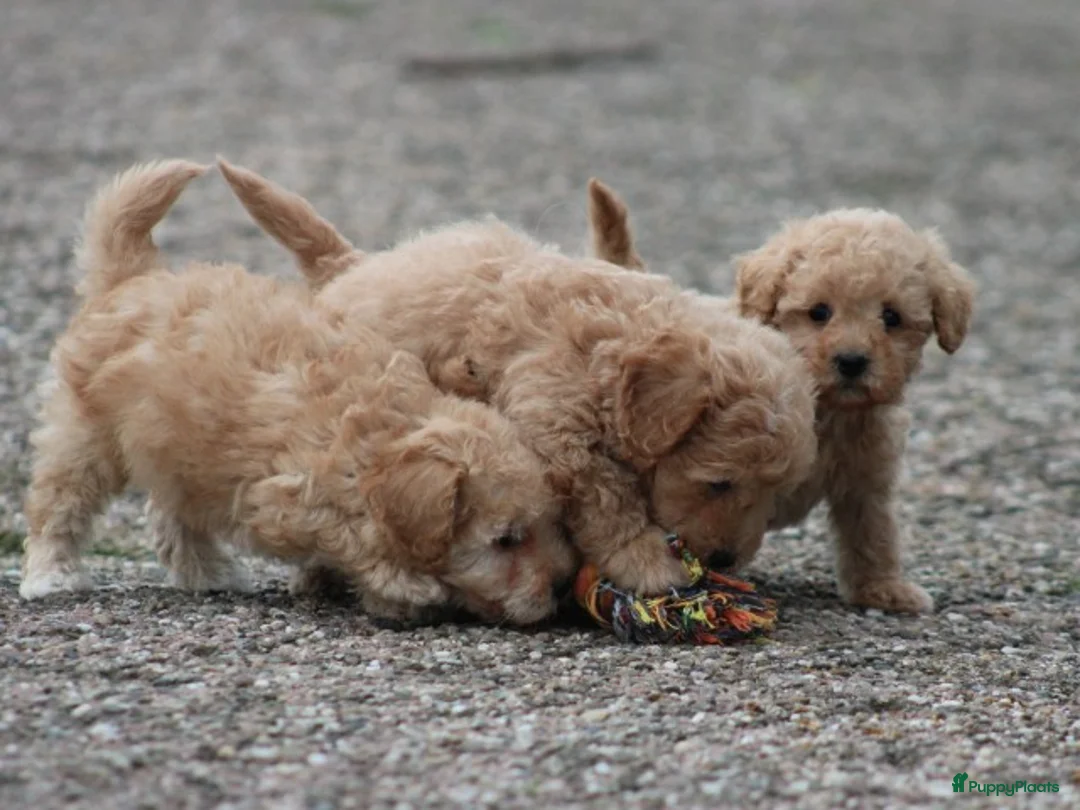 Maltipoo honden te koop: Maltipoo pups - Advertentie 8