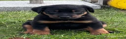 Beauceron honden te koop: Beauceron pups - Advertentie 5