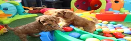 Kruising honden te koop: Prachtig mini Australian labradoodle pupjes - Advertentie 11