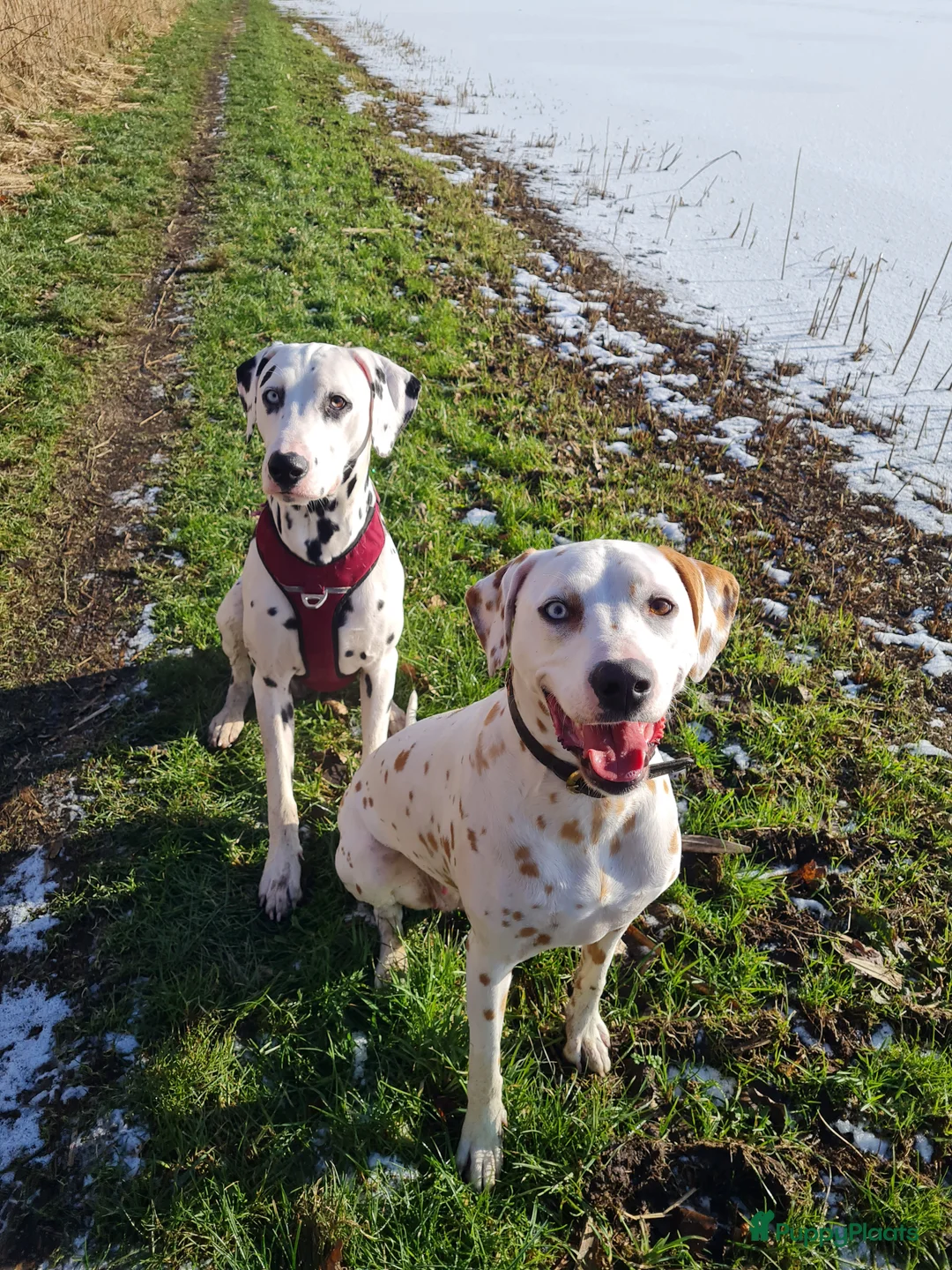Kruising honden te koop: Aankondiging nestje Dalmador - Advertentie 3