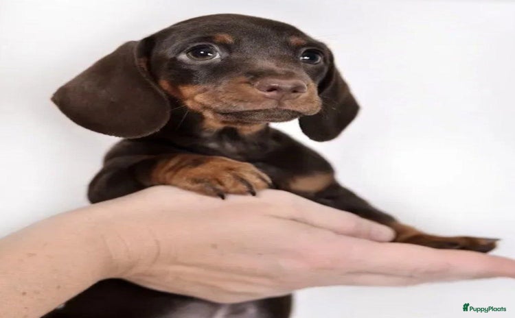 Teckel (korthaar)  honden Kortharige teckelpuppy’s - Advertentie 2