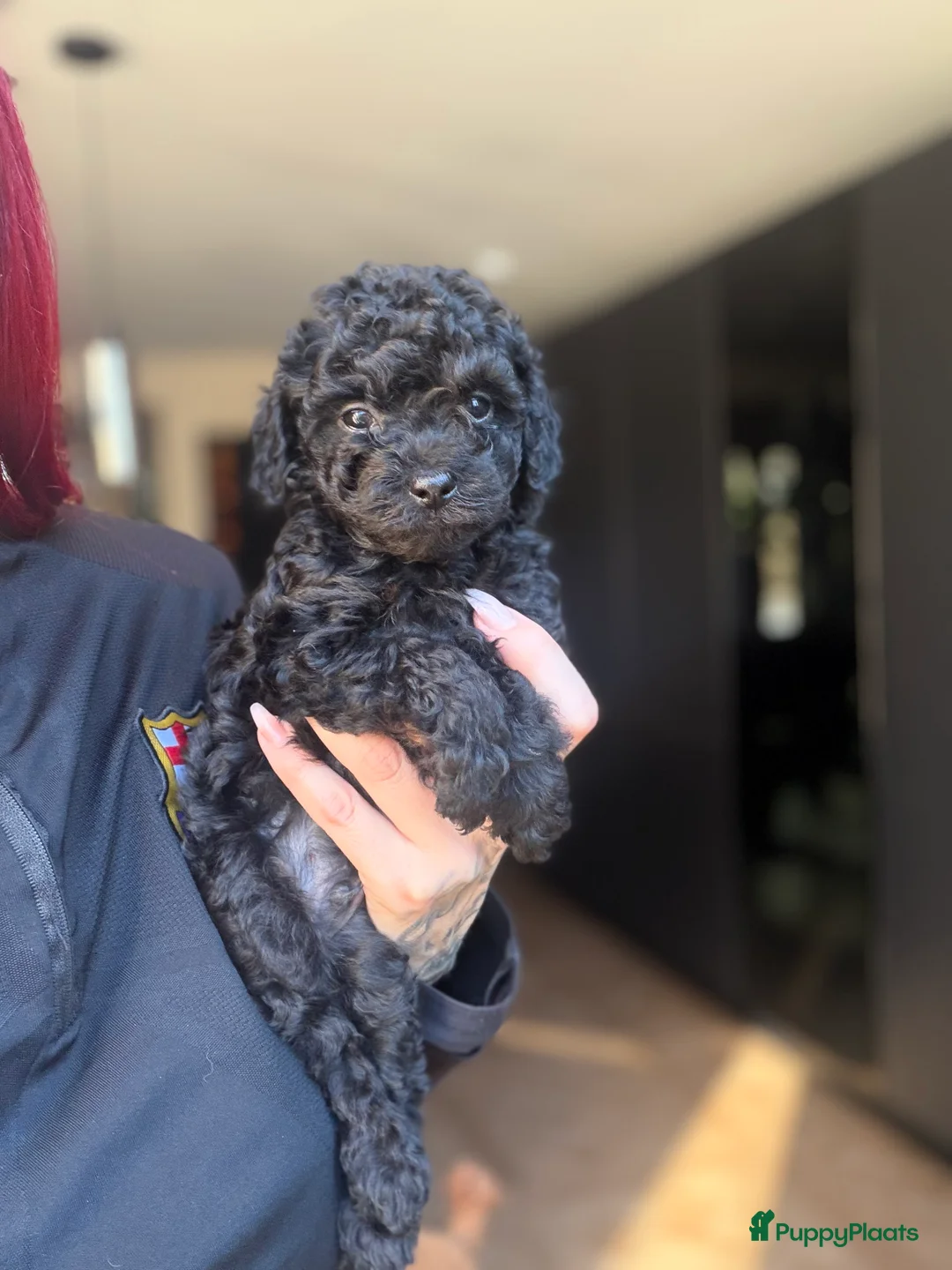 Kruising honden te koop: Toy poedel reutje zwart  - Advertentie 1