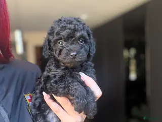 Kruising honden Toy poedel reutje zwart - Advertentie 2