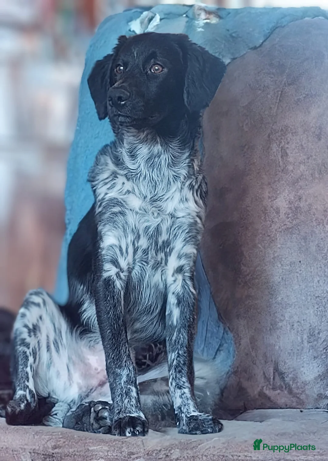 Kruising honden te koop: Friese stabij/heidewachtel pups - Advertentie 4