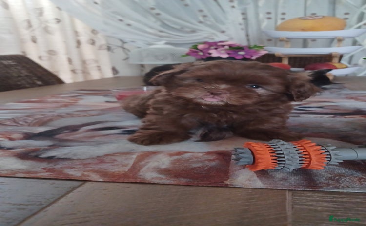 Shih Tzu honden - Advertentie 3