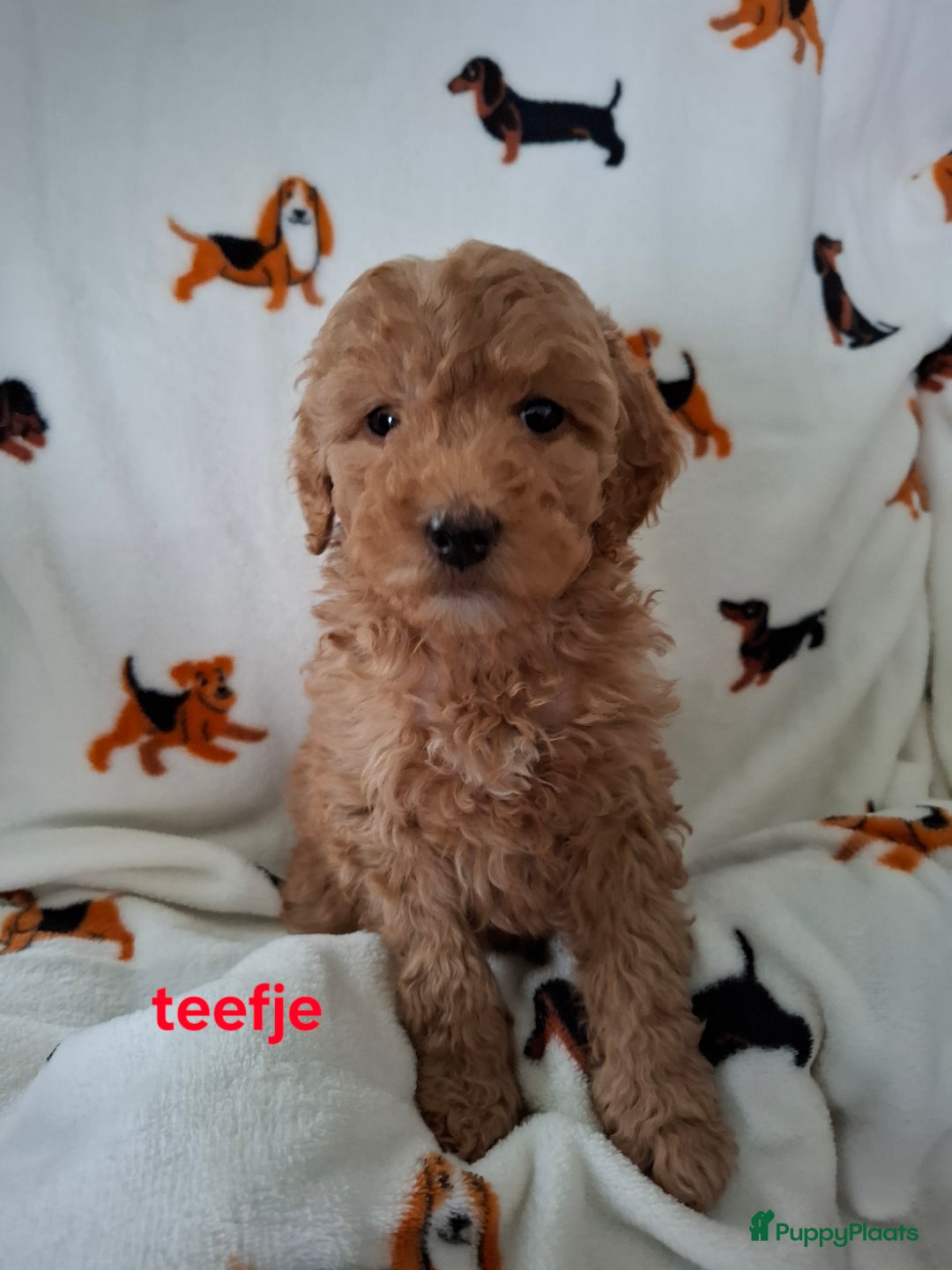 Labradoodle honden te koop: Labradoodle pups kleine  medium  - Advertentie 5