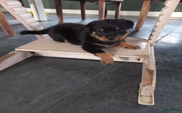 Rottweiler honden te koop: Nog 3 super lieve rottweiler reutjes. - Afbeelding 7