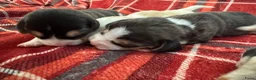 Beagle honden te koop: Beaglepups geboren!!! - Advertentie 11