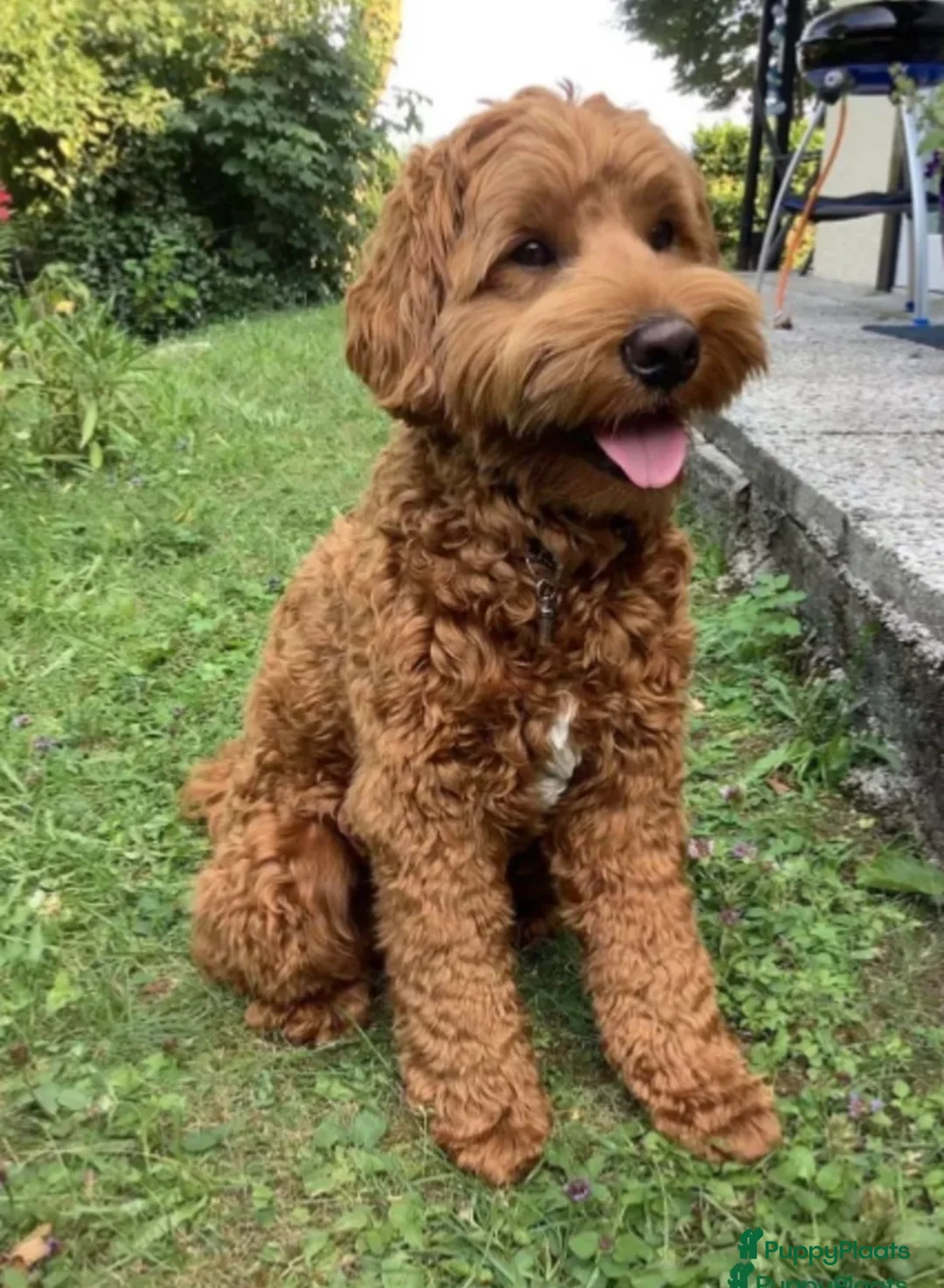 Kruising honden te koop: Australian Labradoodle pup (kleine medium) - Advertentie 5