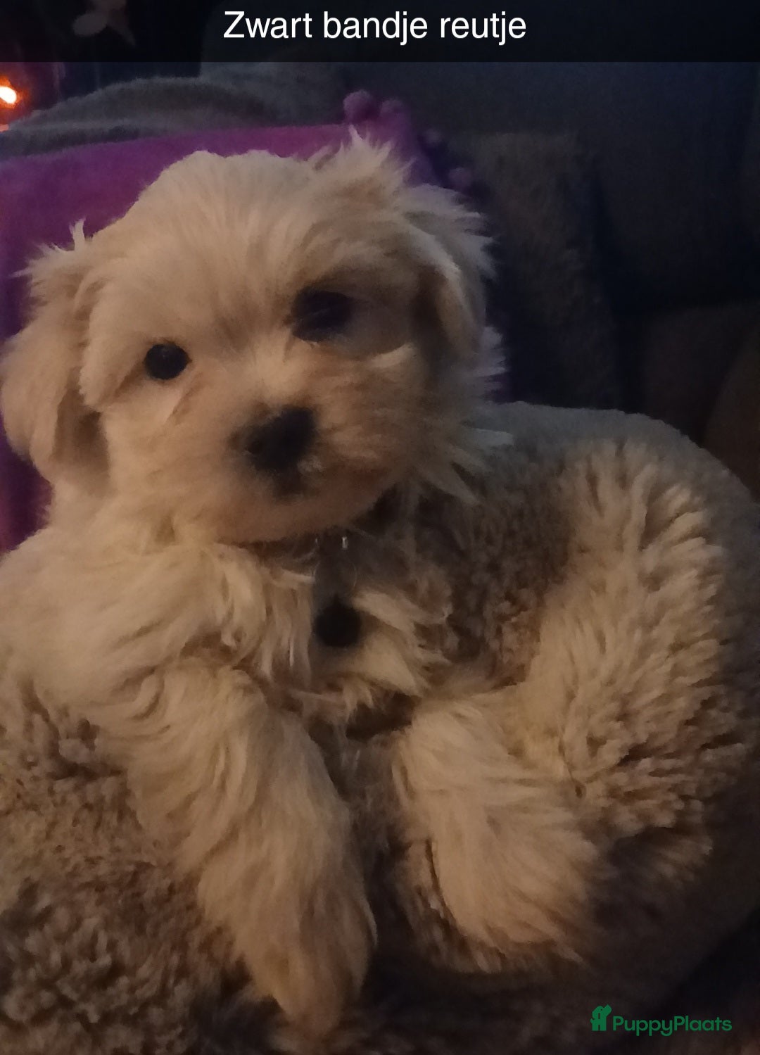 Boomer honden Prachtige boomer pups mogen nestje verlaten !! - Advertentie 1