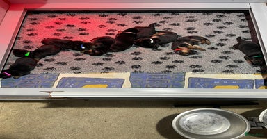 Duitse Herder honden - Advertentie 10