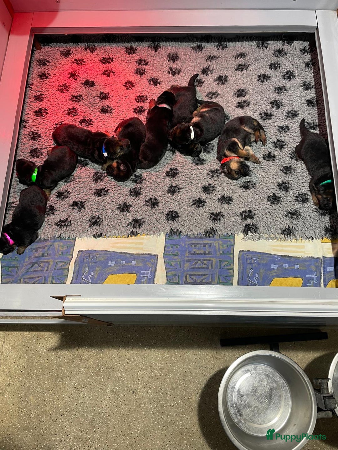 Duitse Herder honden te koop: Duitse Herder pups - Advertentie 3