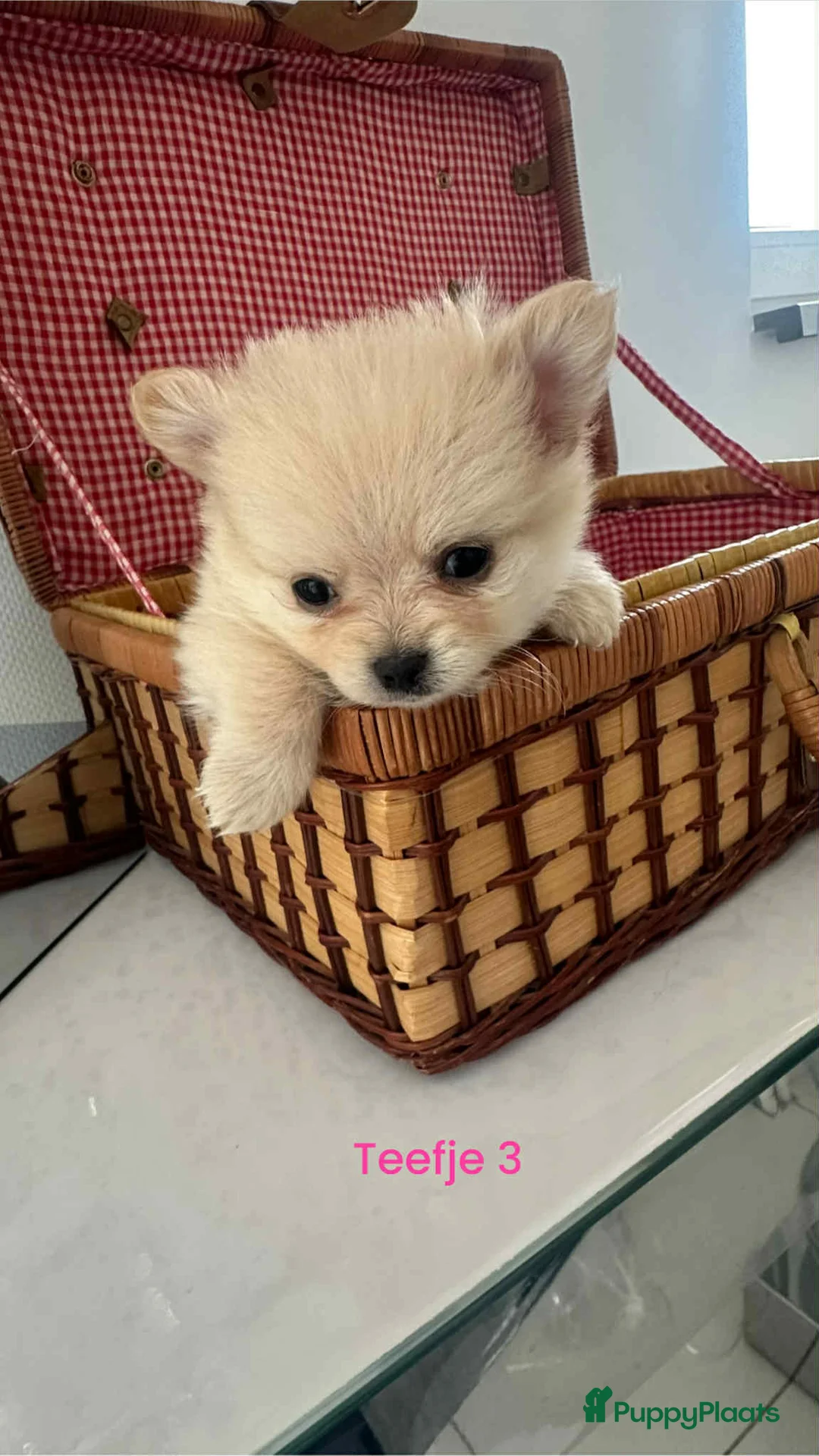 Pomeriaan honden te koop: Pomeriaan teefjes  - Advertentie 4