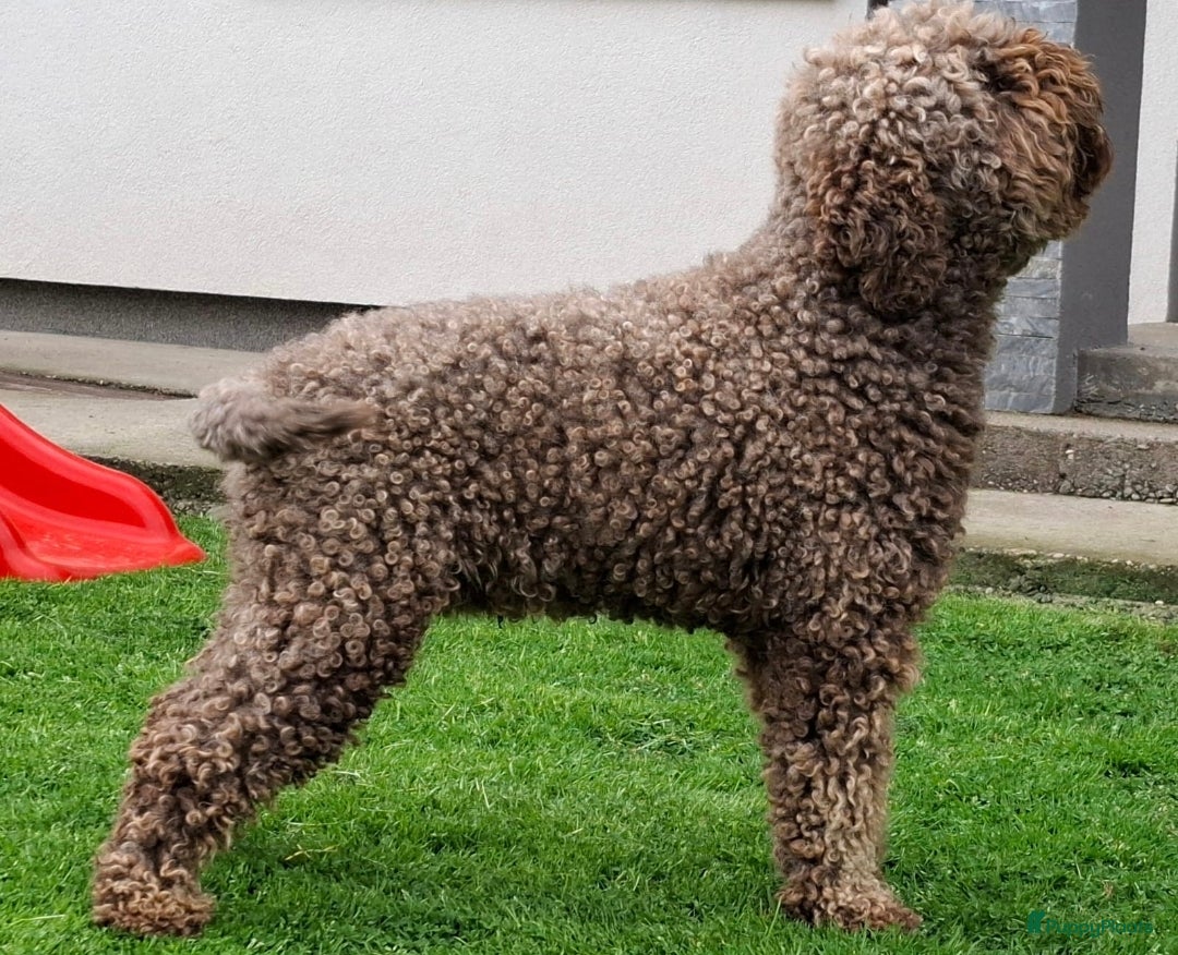Lagotto Romagnolo honden te koop: Lagotto Romagnolo pups - Advertentie 20
