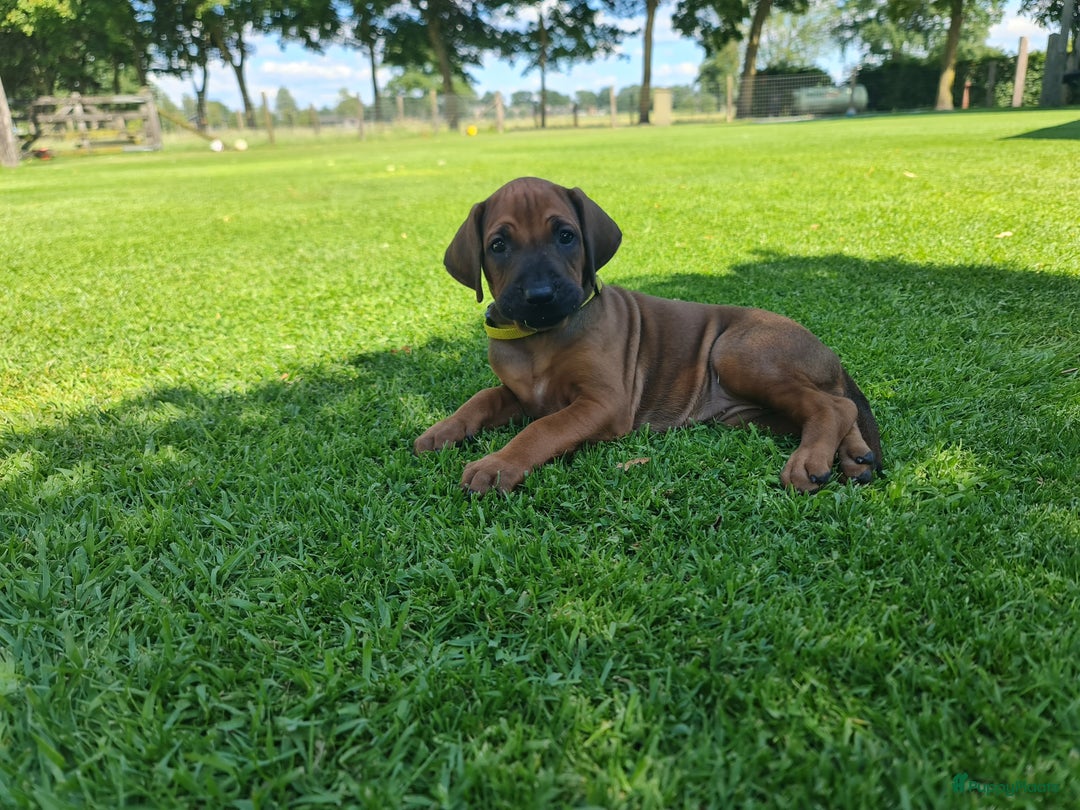 Rhodesian Ridgeback honden te koop: Rhodesian Ridgeback pups in Kootwijkerbroek - Afbeelding 1
