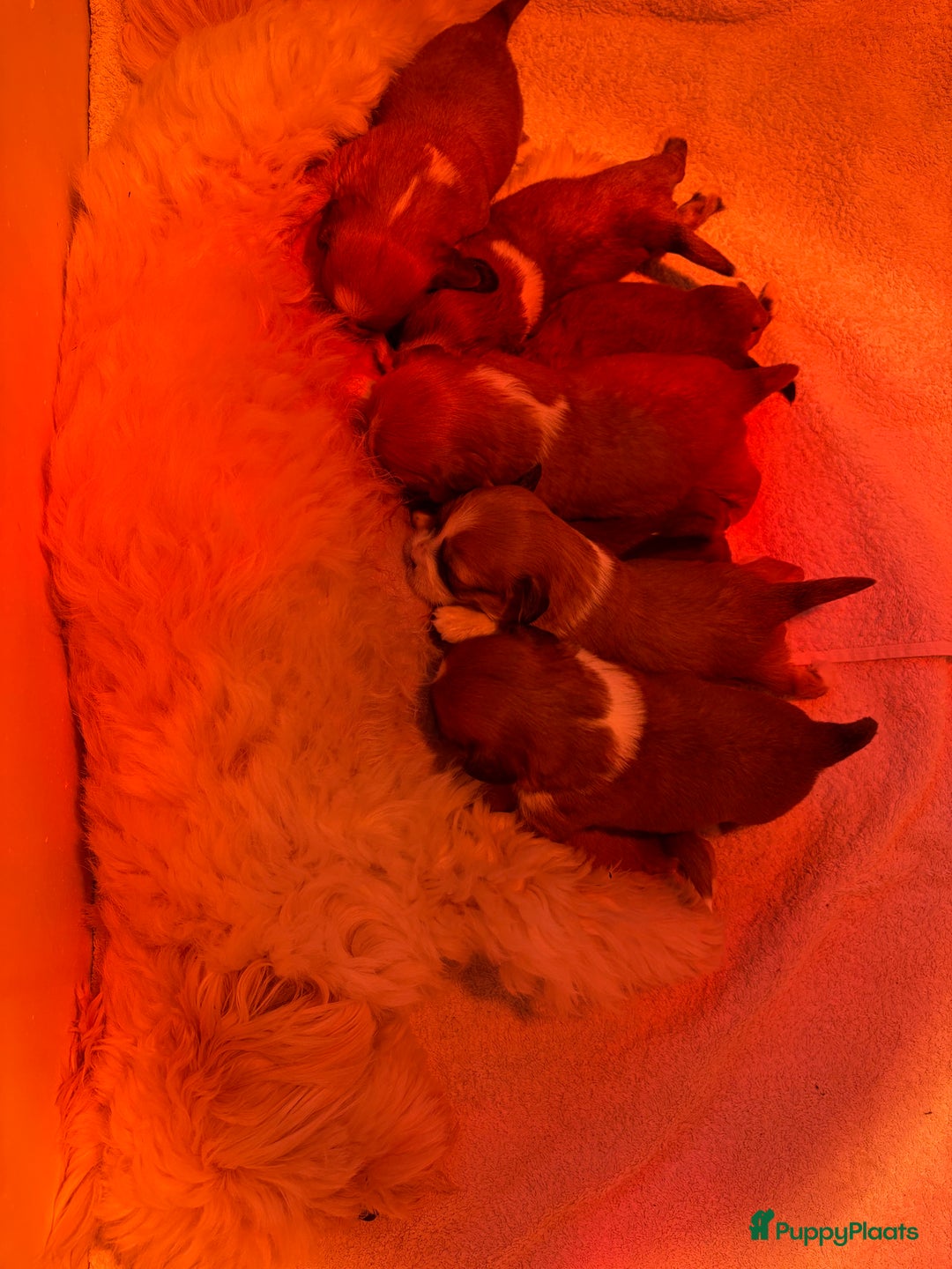 Boomer honden te koop: Heel lieve en prachtige 100% Boomer pups  - Advertentie 3