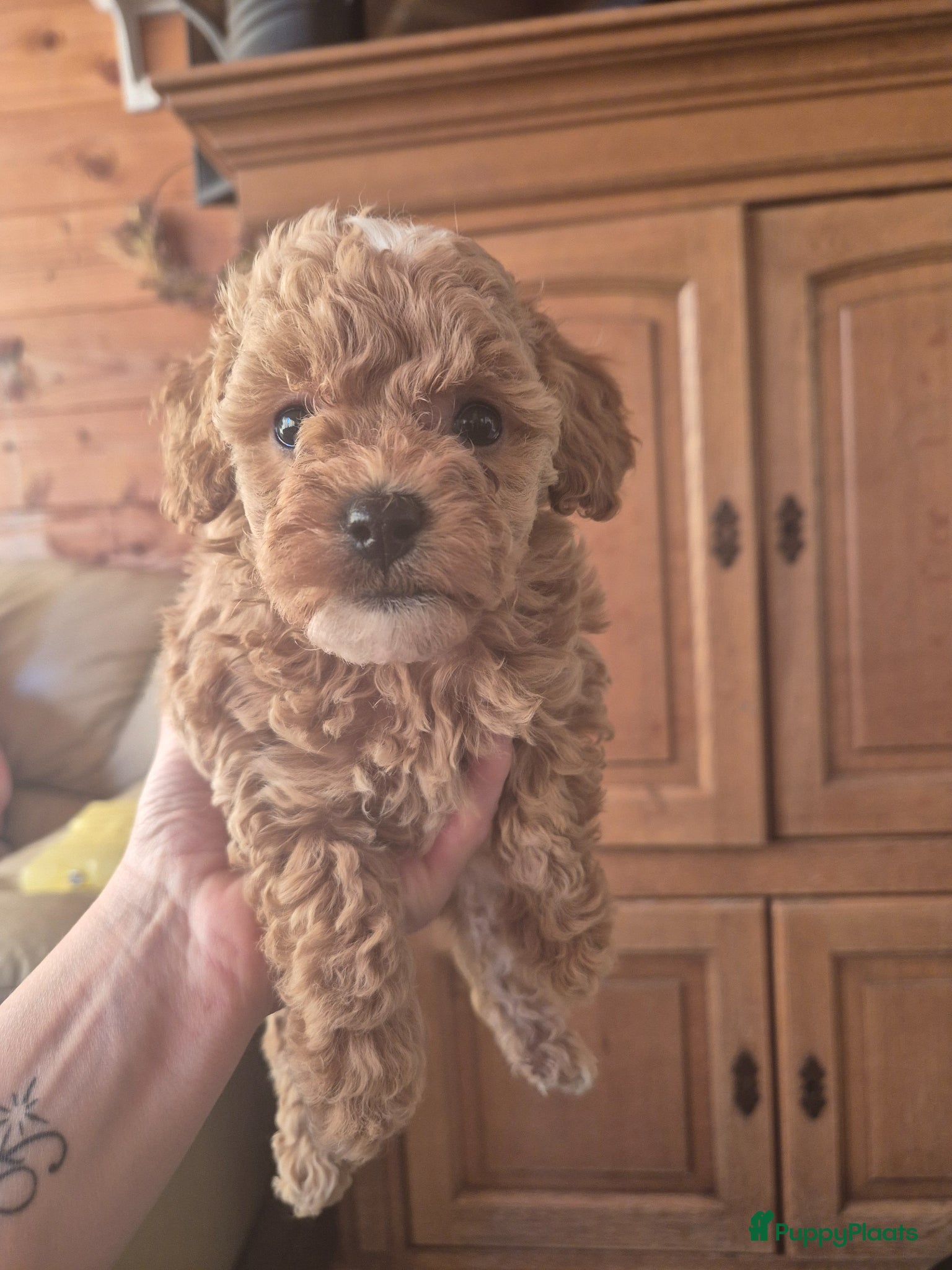 Maltipoo honden te koop: Maltipoo / toypoedel kruising - Advertentie 1