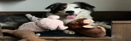 Australian Shepherd honden ter dekking: Dekreu Australian Shepherd blue merle in Ermelo - Advertentie 6