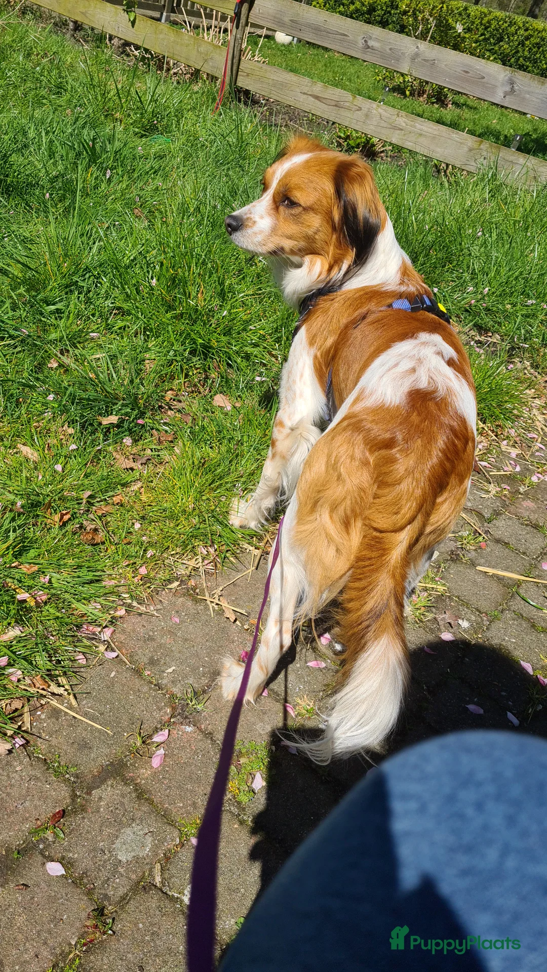 Kooikerhondje honden ter dekking: Kooiker dekreu aangeboden in Sumar - Advertentie 10