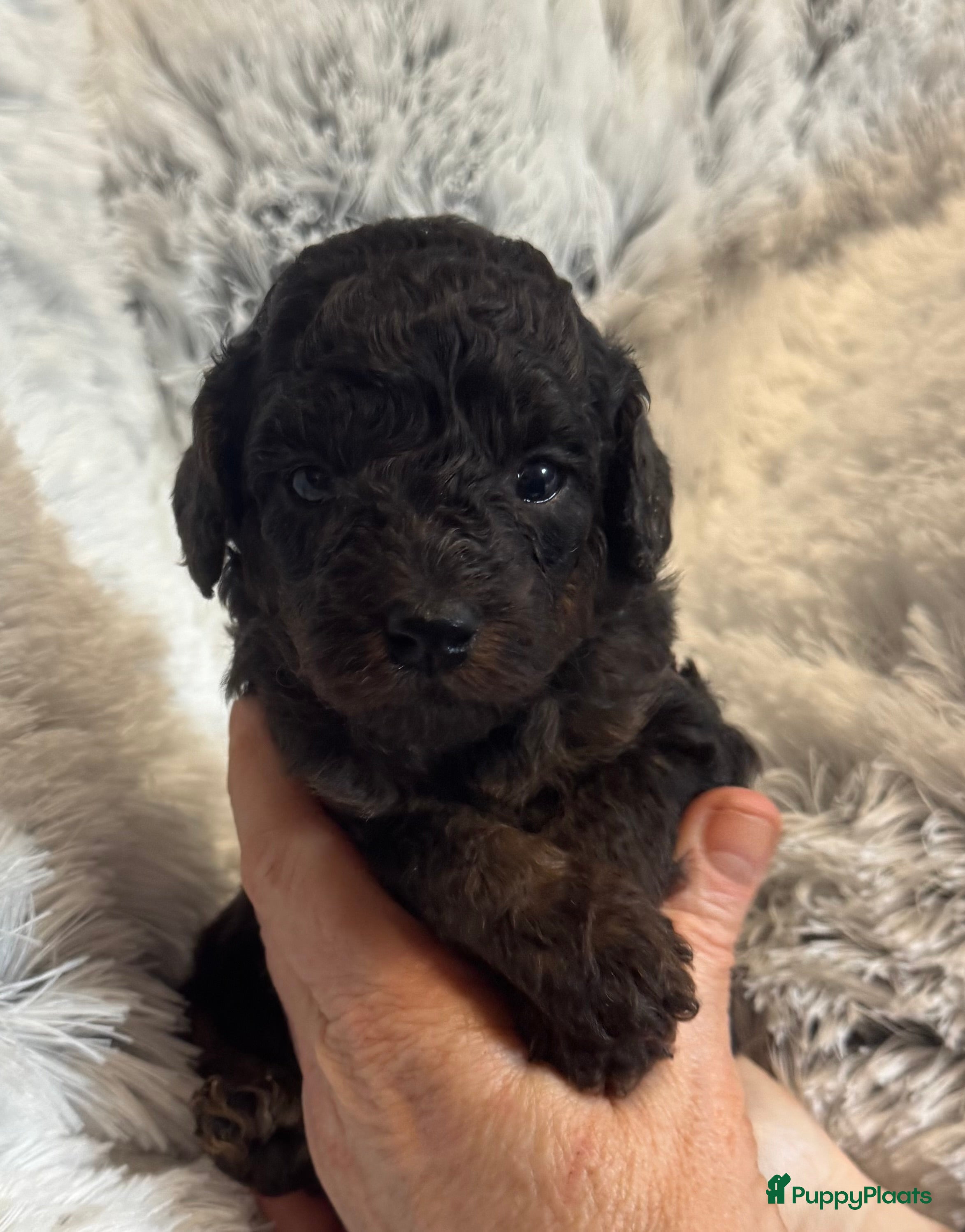 Australian Labradoodle honden Te koop mini Australian LAbradoodles - Advertentie 5