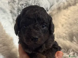 Australian Labradoodle honden Te koop mini Australian LAbradoodles - Advertentie 5