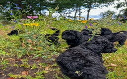 Poedel honden te koop: koningspoedel pups - Afbeelding 2