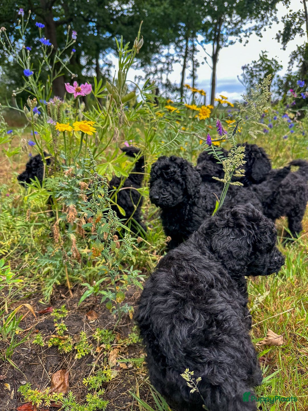 Poedel honden te koop: koningspoedel pups - Afbeelding 2