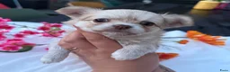 Chihuahua honden te koop: Prachtige langharige Chihuahua teefjes beschikbaar in Zevenaar - Advertentie 9