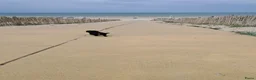 Teckel (langhaar) honden te koop: Dwerg teckel 9 maanden oud puppy cursus inbegrepen - Advertentie 6