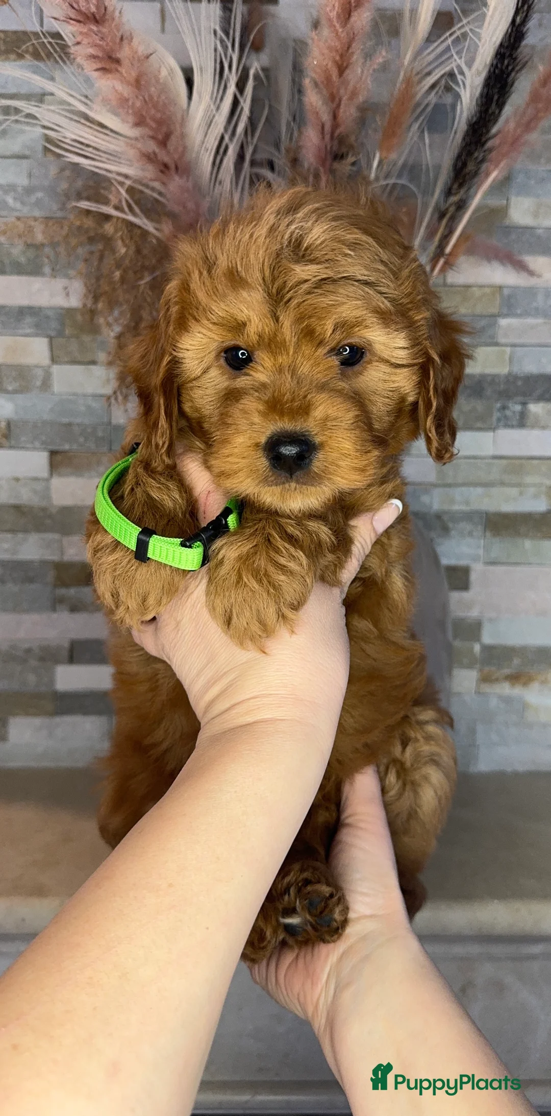 Goldendoodle honden te koop: Prachtige goldendoodle mini s  - Advertentie 1
