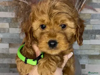 Goldendoodle honden Prachtige goldendoodle mini s - Advertentie 5